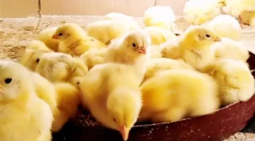 تحديث بورصة الدواجن.. سعر الكتكوت الأبيض اليوم في الشركات والمزارع المصرية